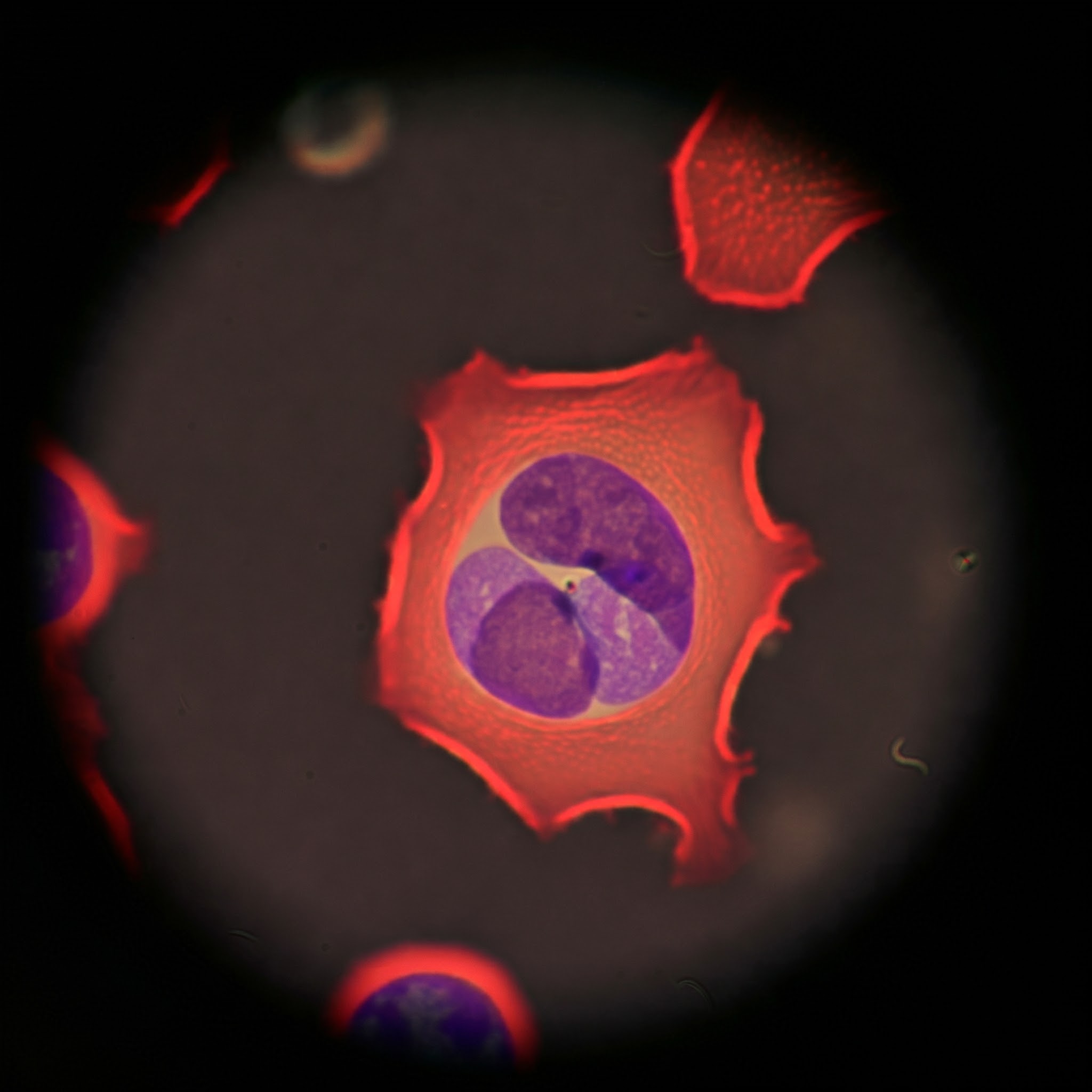 cd34 stem cells
